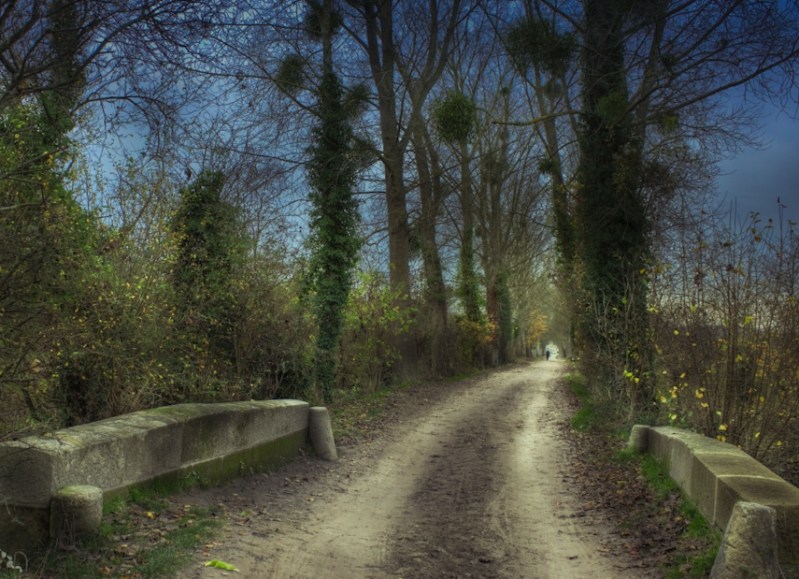 Chantilly forrest - Lonely path of Fall