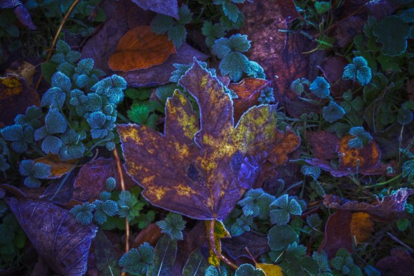 Frozen Leaf