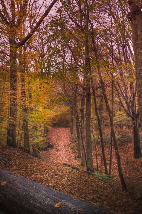 Organized Nature - forest in La Hulpe
