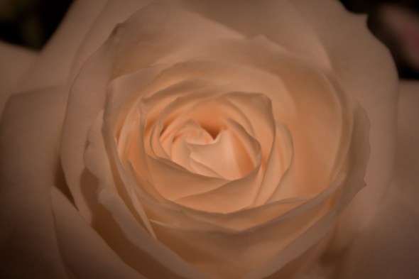 White Rose