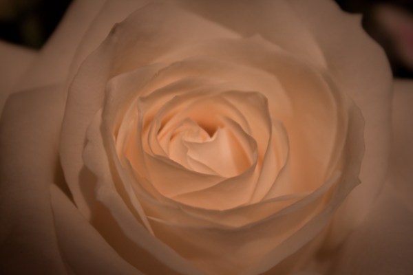 White Rose