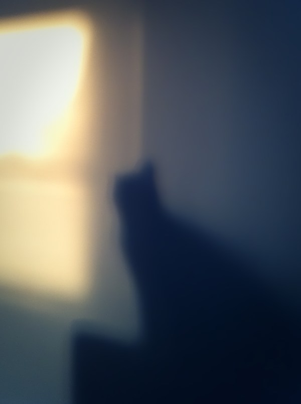 Leo the Cat looking out an Imaginary window