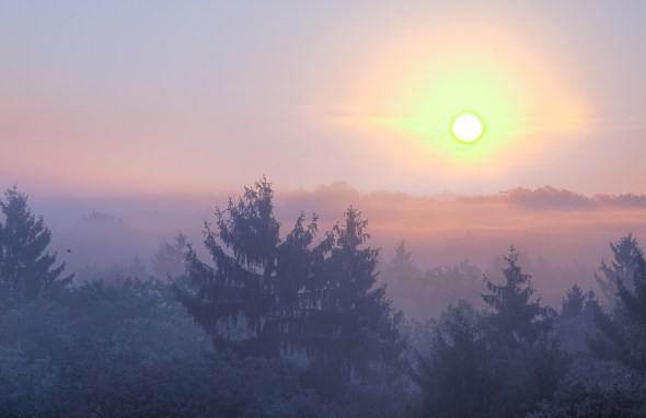 HDR version of Sunrise in Chantilly Forest