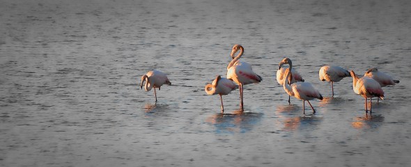 Flamingos in the sunset selective color hyeres - martinsoler.com Flamingos in the sunset selective color hyeres - martinsoler.com