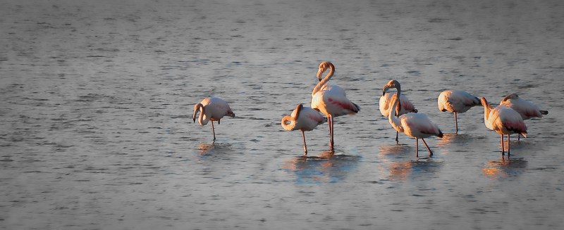 Flamingos in the sunset selective color hyeres - martinsoler.com