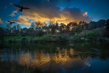 Birds leaving the Montsouris parc on a winter afternoon sunset. 
